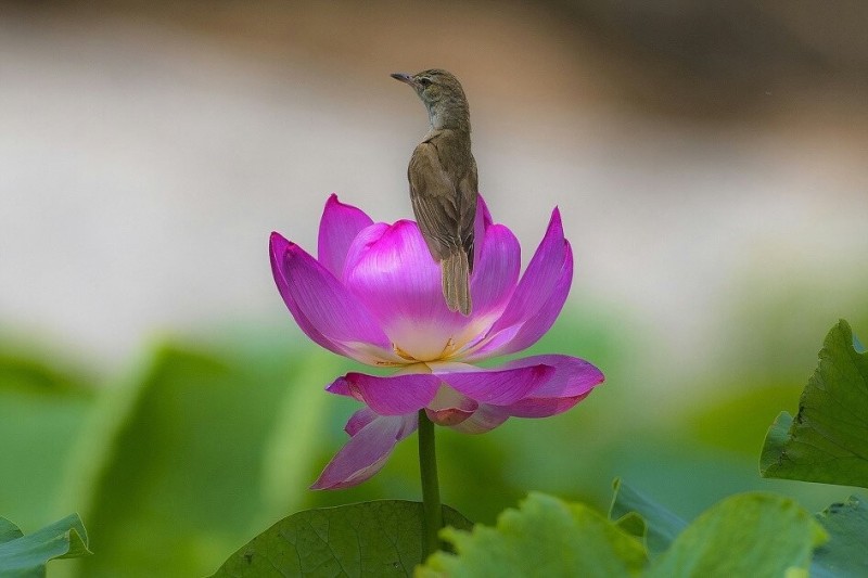 cd68a2f337c57828fca185e729888871_1511745