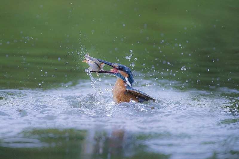 cd68a2f337c57828fca185e729888871_1511746